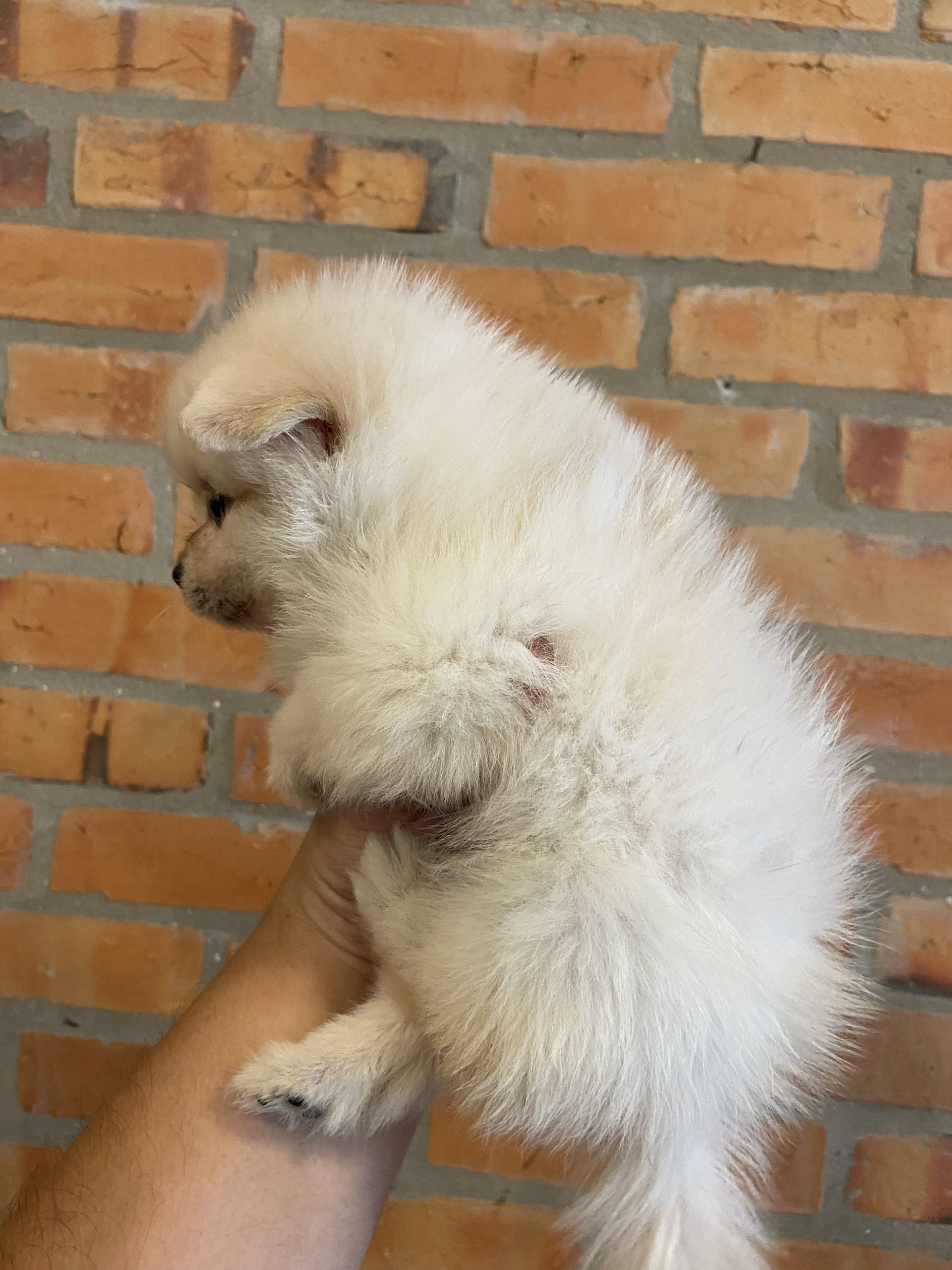 lulú de pomerania hembra