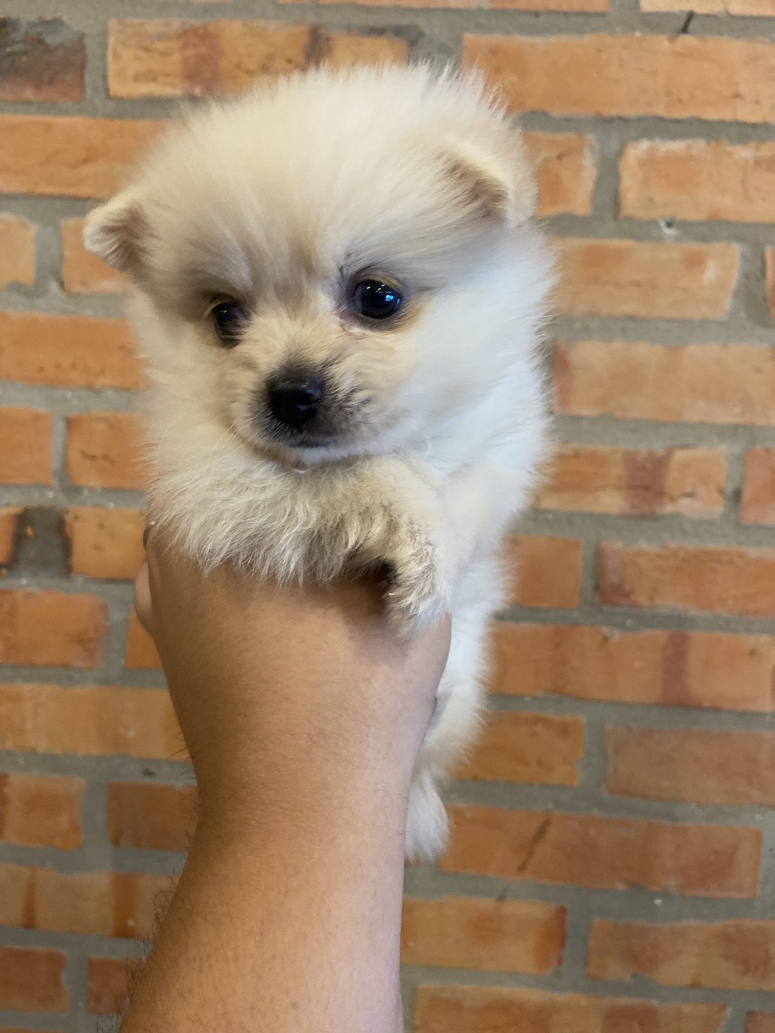lulú de pomerania hembra