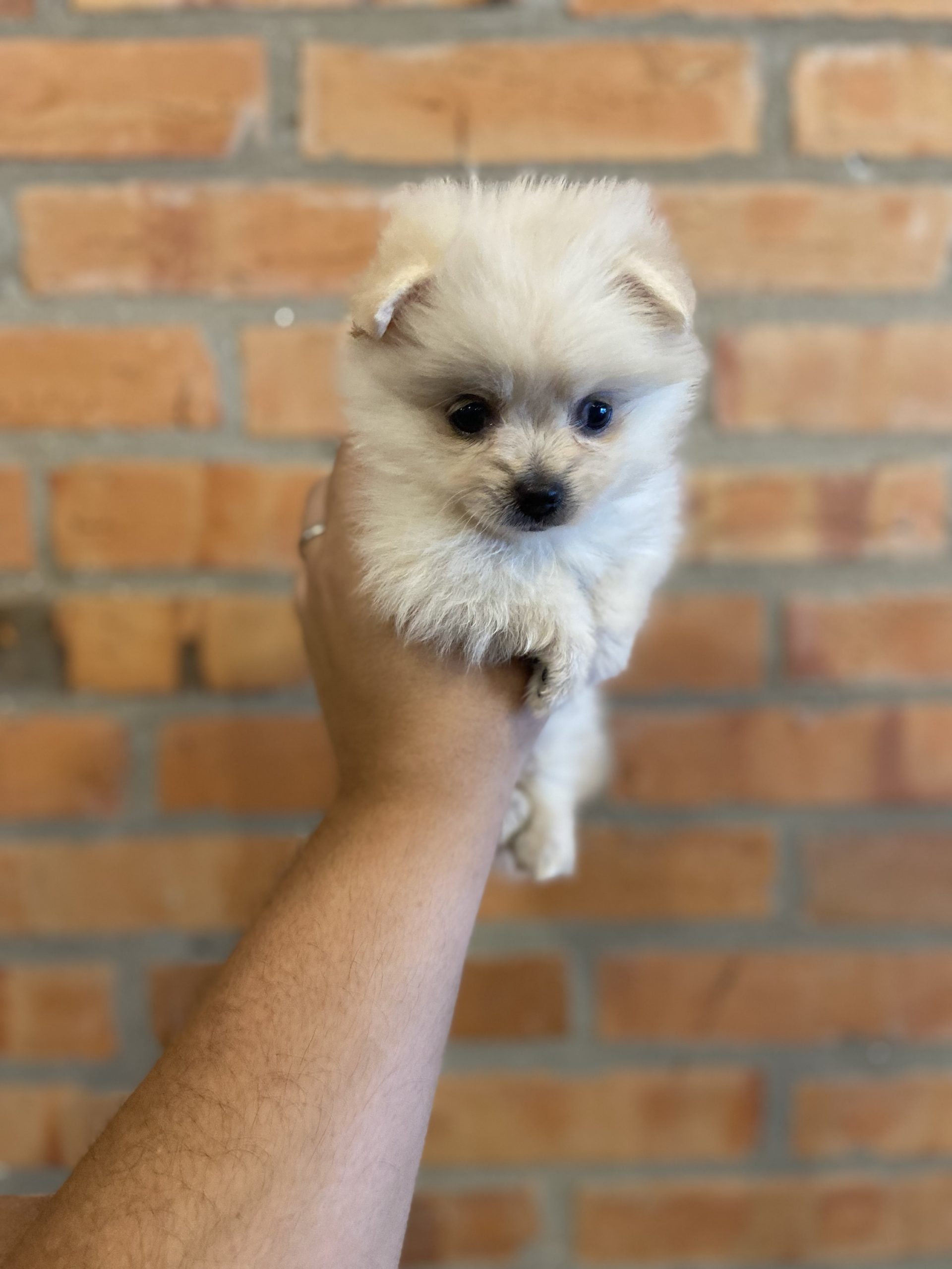 lulú de pomerania hembra
