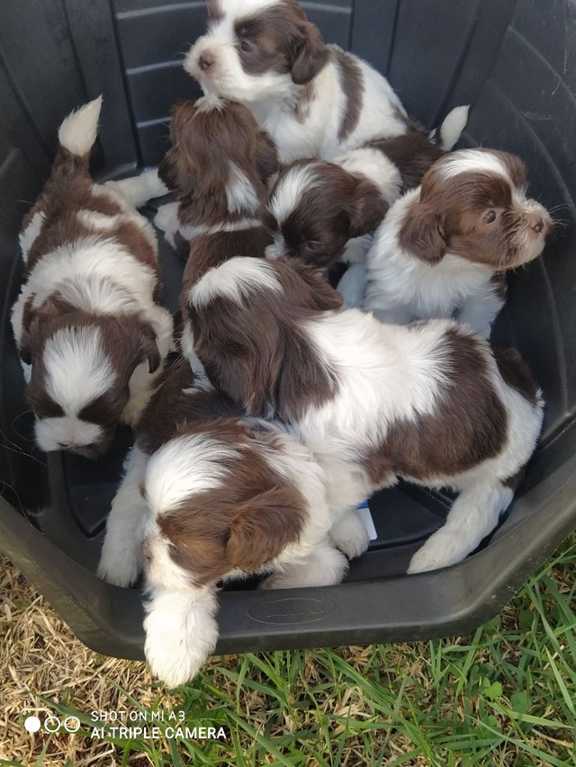 lhasa apso machos y hembras