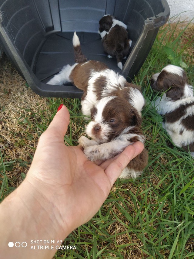 lhasa apso machos y hembras