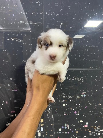 border collie red merle
