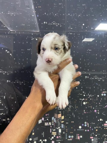 border collie red merle