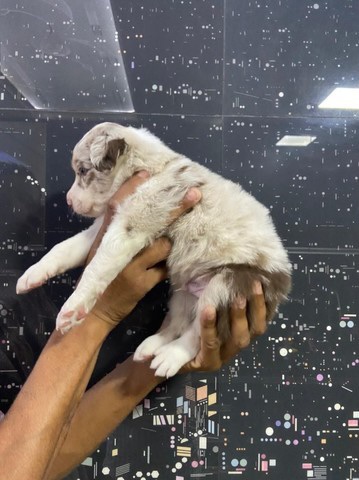 border collie red merle