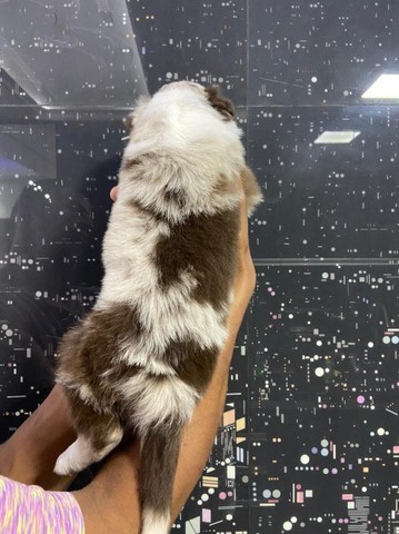border collie red merle
