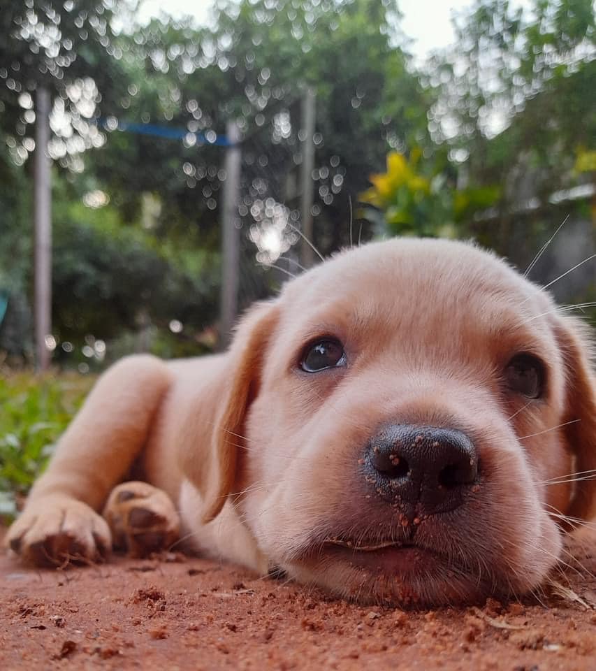 labrador machos y hembras