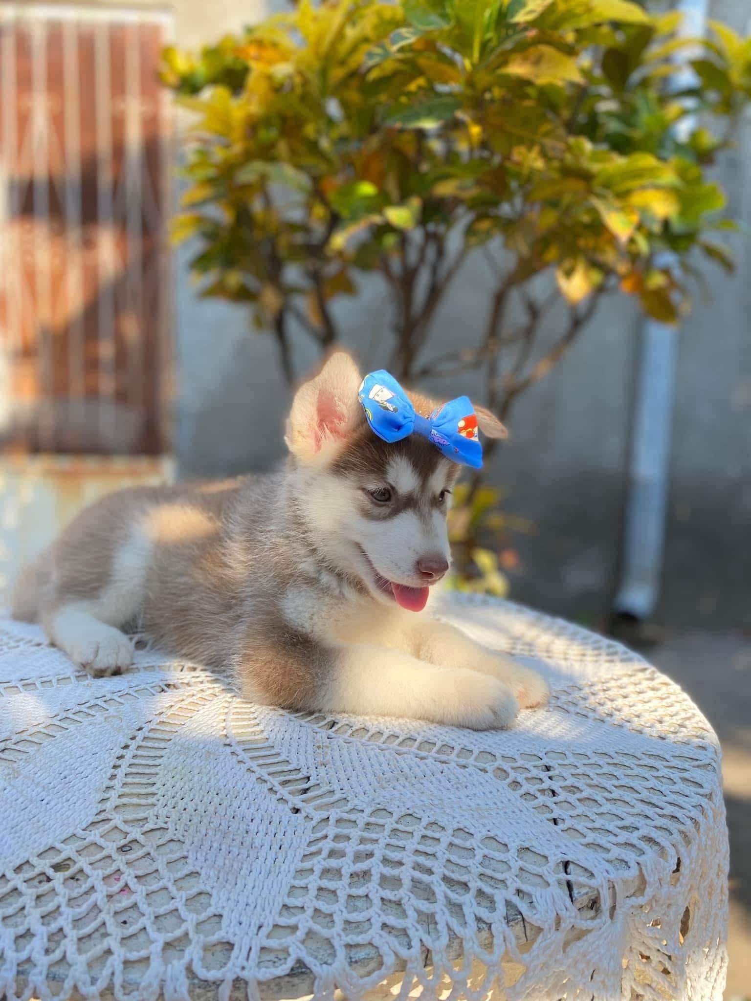 husky siberiano hembra
