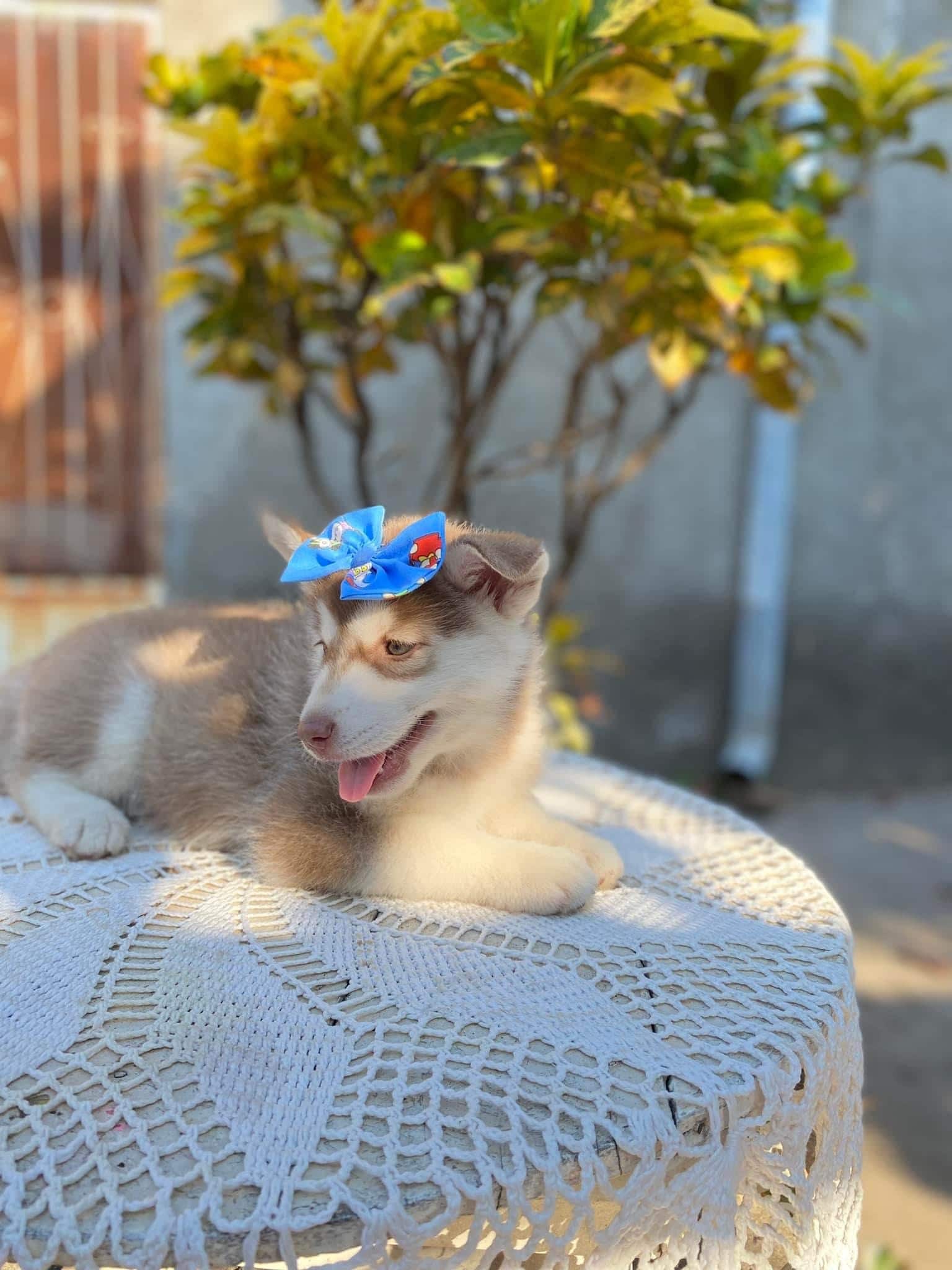 husky siberiano hembra
