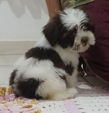 lhasa apso hembra