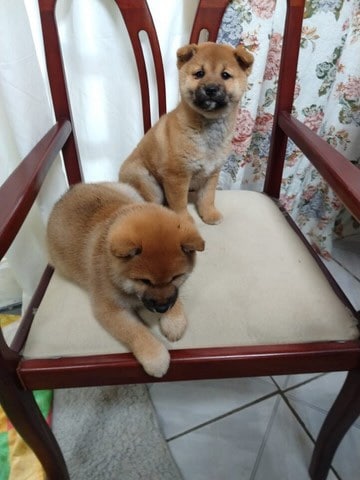 shiba inu hembra y macho