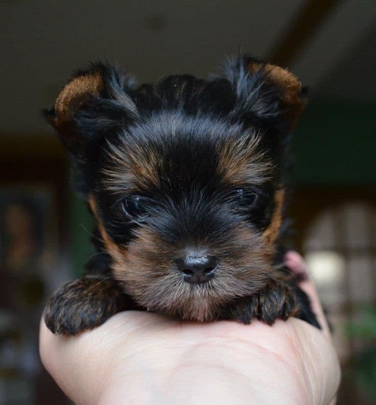 yorkshire mini