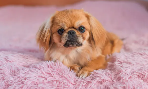depositphotos 687336198 stock photo cute funny little pekingese dog