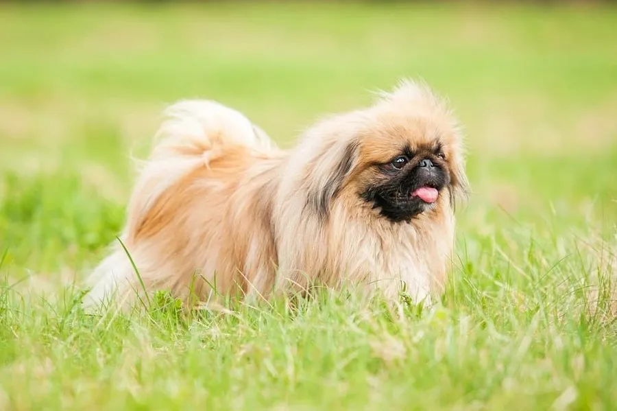 pekingese pictures 1000 x 665 ye5vvx3ys5qbhoy5