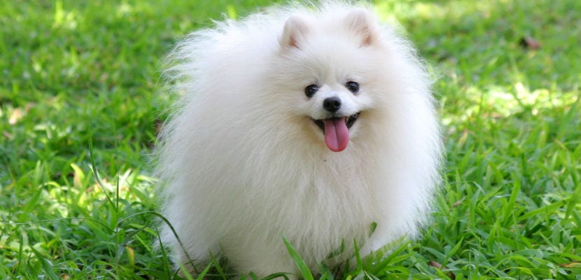 pomerania
