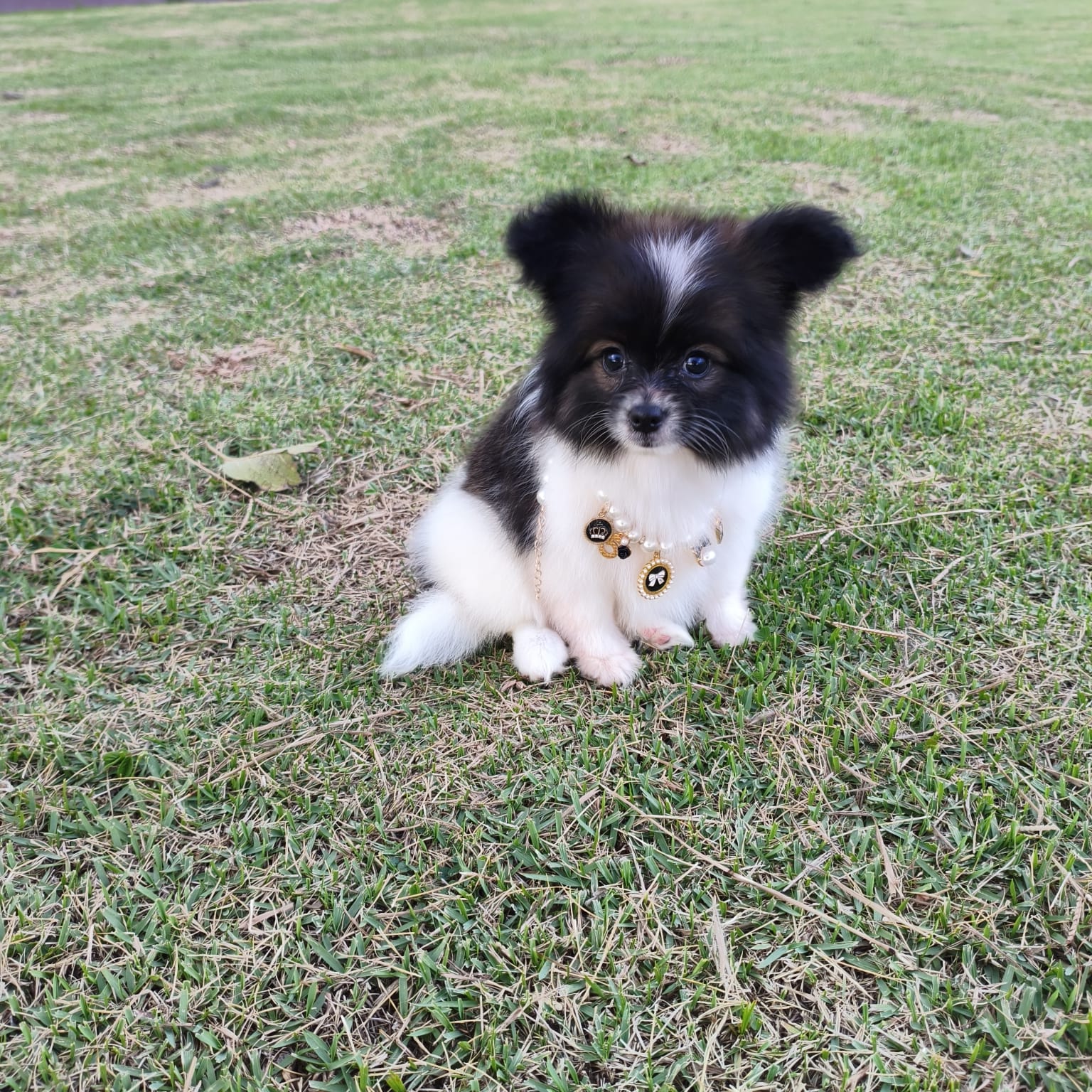 papillon exclusividad en paraguay