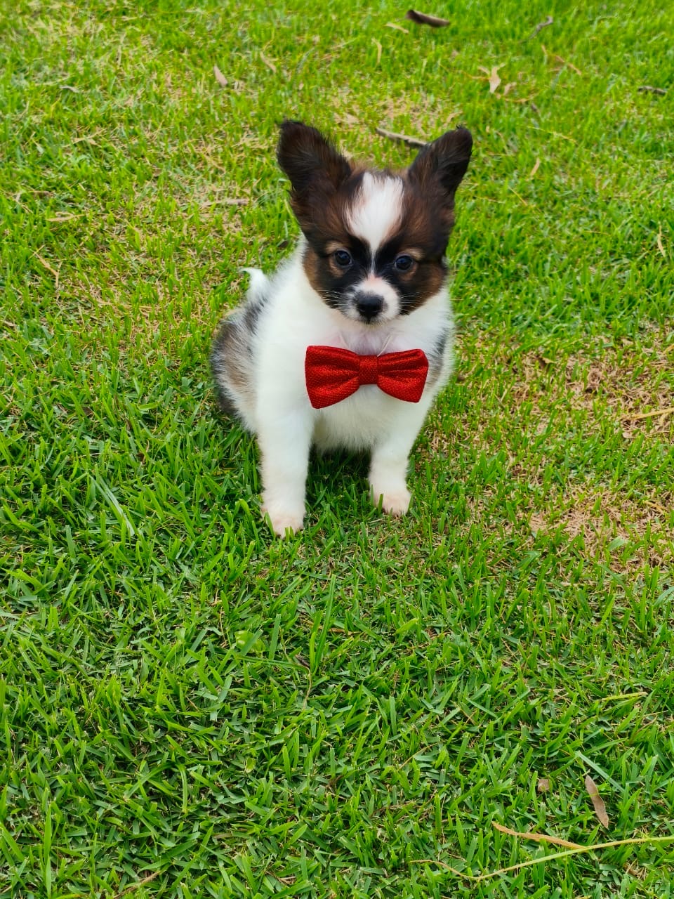 papillon exclusividad en paraguay